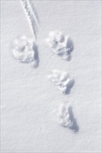 Close-up of footprints, tracks in the snow of mountain hare (Lepus timidus), Alpine hare, snow hare