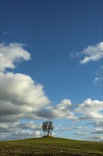 Tree isolated in a field in Autumn, Auvergne, France, Europe