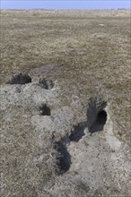 European rabbit (Oryctolagus cuniculus) entrances to burrow, warren in grassland