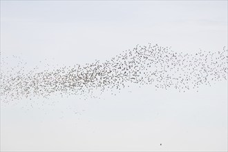 Common (Sturnus vulgaris) starlings fly together, in perfect symbiosis to protect themselves from