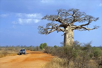 Off-road four-wheel drive vehicle with tourists driving on dirt road past Madagascar baobab