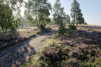 Heathland and hiking trail at the Wümmeberg during heath blossom in the Lüneburg Heath nature