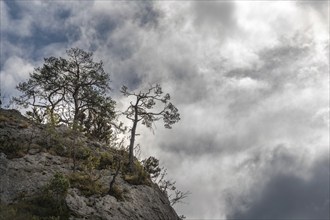 Silhouettes of trees above a cliff in the Tarn Gorges. Cevennes, France, Europe