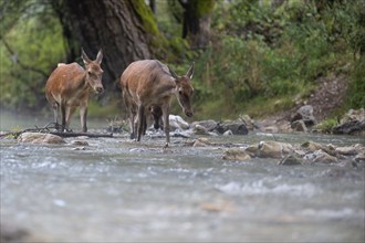 Red deer (Cervus elaphus), hinds with calf walking through mountain river