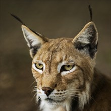 Eurasian lynx (Lynx lynx), northern lynx portrait, captive in Sababurg Zoo, Hofgeismar,