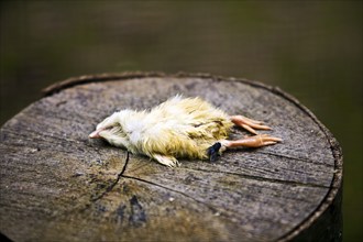 Dead chick as food in Sababurg Zoo, Hofgeismar, Reinhardswald, Hesse, Germany, Europe