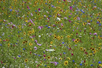 Colourful flower meadow, Münsterland, North Rhine-Westphalia, Germany, Europe