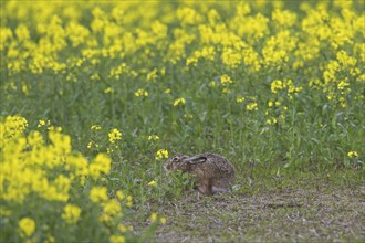 European Brown Hare (Lepus europaeus) hiding in oilseed, colza field in spring