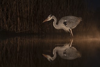 Grey heron (Ardea cinerea) foraging at dawn in the morning, sunrise, blue hour, haze, fog, winter