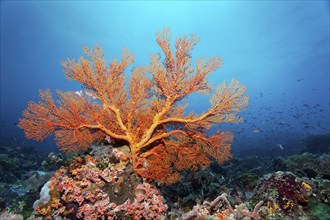 Melithaea gorgonian (Melithea) with closed polyps, on coral reef, Great Barrier Reef, UNESCO World