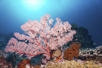 Red sea fan (Melithaea) gorgonian with open polyps in backlight on coral reef, Great Barrier Reef,