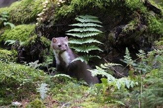 Beech marten (Martes foina), Bitburg, Rhineland-Palatinate, Germany, Europe