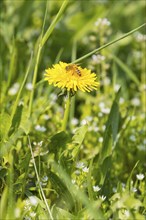 Honey bee (Apis) on a dandelion (Taraxacum) flower, meadow, Saxony, Germany, Europe