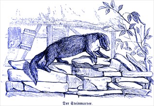 Stone marten, Hubertus hunting and hunting scenes, wild animals, an animal, wall, house, croft,