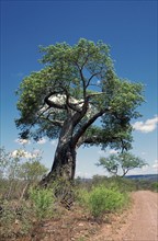 Baobab, Zambezi National Park (Adansonia digita), Zimbabwe, Africa