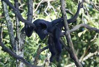 Black howler (Alouatta caraya), male