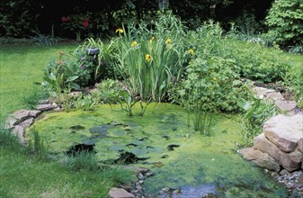 Garden ond with Green algae, Germany (Chlorophyta)