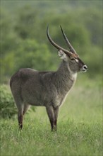 Waterbuck, male, Sabie Sand Game Reserve, South Africa (Kobus ellipsiprymnus ellipsiprymnus)