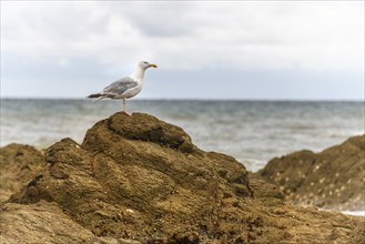 Gull on a rock by the Atlantic Ocean. France