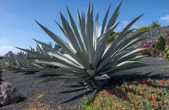 Agaves (Agave), Lanzarote, Canary Islands, Spain, Europe