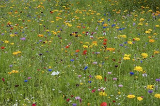 Colourful flower meadow, Münsterland, North Rhine-Westphalia, Germany, Europe