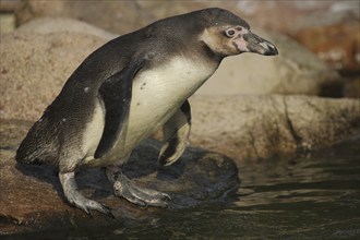 Humboldt penguin (Spheniscus humboldti), stand, portrait, spectacled penguins (Sphenisciformes),