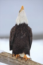 Bald Eagle (Haliaeetus leucocephalus), Bald Eagle, Homer, Kenai Peninsula, Alaska, USA, North