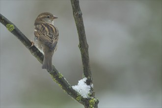 Female House Sparrow (Passer domesticus) on a branch with snow in winter in Bad Schönborn,