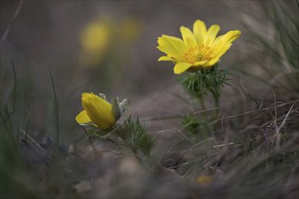 Spring Adonis or Pheasant's Eye (Adonis vernalis), Burgenland, Austria, Europe