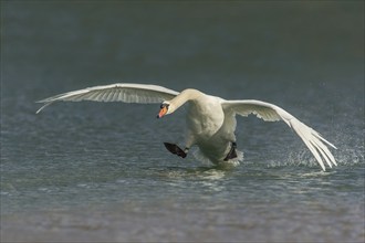 Mute Swan (Cygnus olor), Upper Austria, Austria, Europe