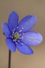 Hepatica (Hepatica nobilis), Upper Austria, Austria, Europe