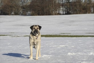 Kangal, Anatolian guard dog in the snow, Allgäu, Bavaria, Germany, Europe