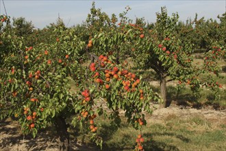 Apricots (Prunus armeniaca) or apricots, ripe fruits on the trees, Lower Austria, Austria, Europe