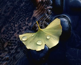 Water drops on leaf (Ginkgo biloba), Gingko