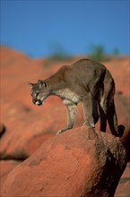 Cougar (Felis concolor)