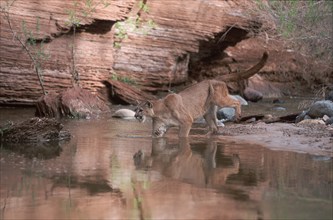 Cougar (Felis concolor)