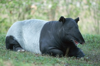 Asiatic Tapir (Tapirus indicus)