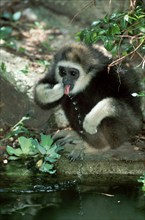 Young white-handed gibbon (Hylobates lar)