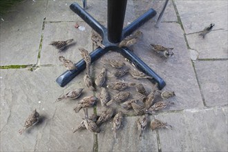 House Sparrow (Passer domesticus), flock under table in cafeteria garden, Northumberland, England