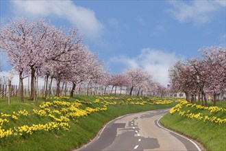 Country road with blossoming almond trees and daffodils, Southern Palatinate, Palatinate,