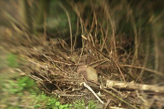 Forest damage in the Sauerland region has caused about 40 % of the spruce stand, especially in