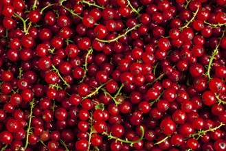 Redcurrant or red currant berries close up texture background