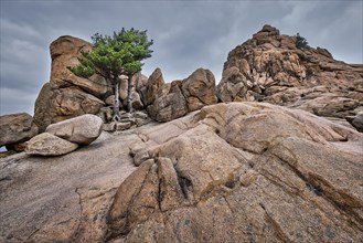 Rock with pine trees in cloudy weather. Seoraksan National Park, South Korea, Asia