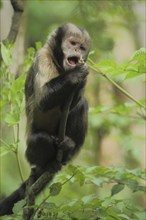 Golden-bellied capuchin (Cebus xanthosternos), adult, feeding, capuchins, capuchin monkey, Cebus,