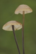 Long-stemmed garlic swallow, two, stem, long, thin, Stringy-stemmed garlic swallow, Schwindlinge,