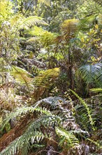 Silver tree fern (Cyathea dealbata), Lake Matheson Trail, New Zealand, Oceania