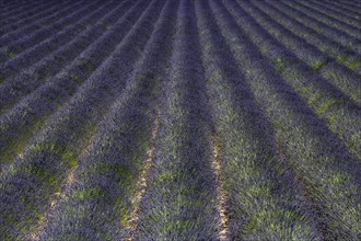 Lavender field, flowering true lavender (Lavandula angustifolia), near Puimoisson, Plateau de