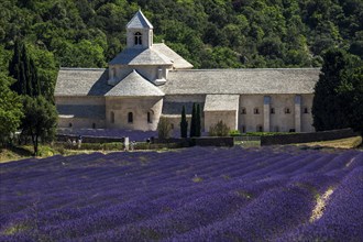 Monastery, Cistercian Abbey Abbaye Notre-Dame de Sénanque, with lavender field, Vaucluse, Provence,