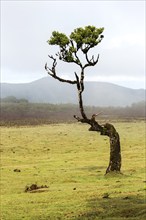 Laurel trees in the mist, stinkwood (Ocotea foetens), UNESCO World Heritage Site, Fanal, Madeira,