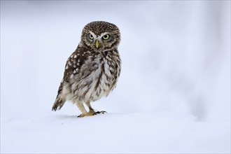 Pygmy Owl (Glaucidium passerinum), adult, in the snow, in winter, alert, Bohemian Forest, Czech